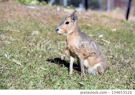 可愛的瑪拉 134653520