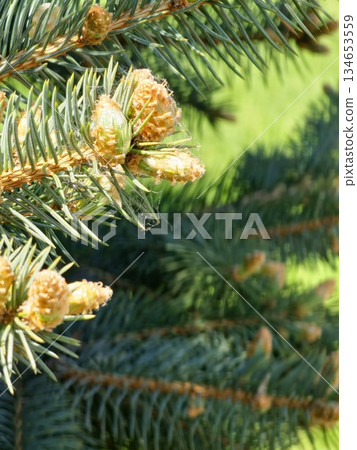 Picea pungens buds opening in the early spring. Blurred background. Close-up. Blue spruce in spring 134653559