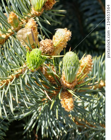 Picea pungens buds opening in early spring. Blurred background. Close-up. Blue spruce in spring Picea pungens buds opening in early spring. Blurred background. Close-up. Blue spruce in spring 134653564