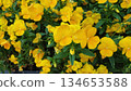 Yellow pansy flowers garden background close up 134653588