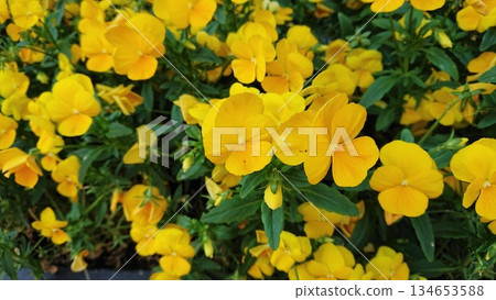 Yellow pansy flowers garden background close up Yellow pansy flowers garden background close up 134653588