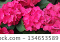Pink hydrangea flowers floral background close up 134653589
