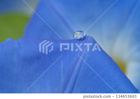 A quiet morning scene with blue morning glory flowers covered in morning dew A quiet morning scene with blue morning glory flowers covered in morning dew 134653683