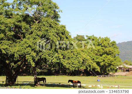 庫蘭達鐵路 134653790