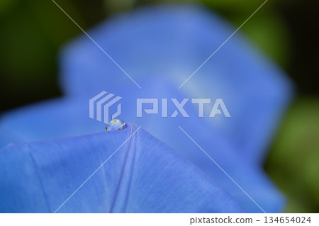 A quiet morning scene with blue morning glory flowers covered in morning dew A quiet morning scene with blue morning glory flowers covered in morning dew 134654024