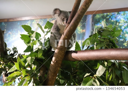 Koala Koala 134654053