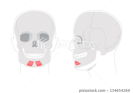 Depressor labii inferioris - Human facial muscle shown in labeled anatomy diagram responsible for lowering the lower 134654269