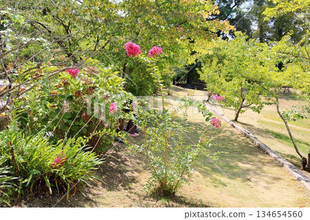 Vivid Crape Myrtle Flowers Vivid Crape Myrtle Flowers 134654560