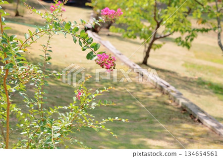 Vivid Crape Myrtle Flowers Vivid Crape Myrtle Flowers 134654561
