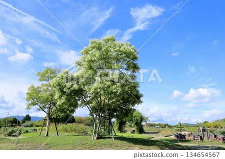 Refreshing Japanese Fraxinus tree Refreshing Japanese Fraxinus tree 134654567