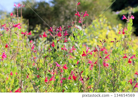 可愛的櫻桃鼠尾草花 可愛的櫻桃鼠尾草花 134654569