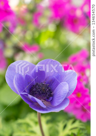 紫色銀蓮花映襯著春日的景色 紫色銀蓮花映襯著春日的景色 134654570