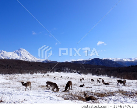 蝦夷鹿和雪山 134654762