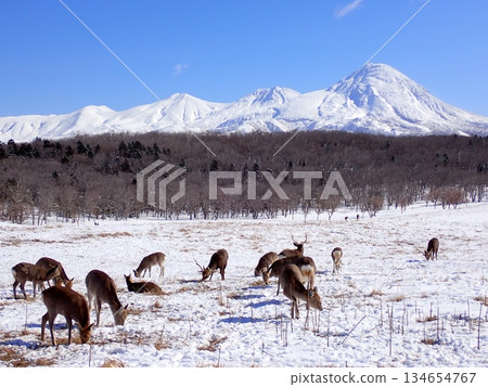 蝦夷鹿和雪山 蝦夷鹿和雪山 134654767