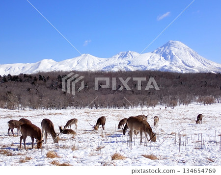 蝦夷鹿和雪山 134654769