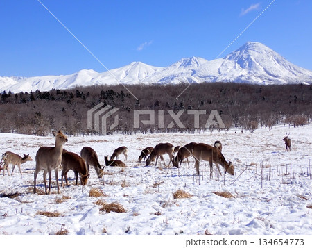 蝦夷鹿和雪山 蝦夷鹿和雪山 134654773
