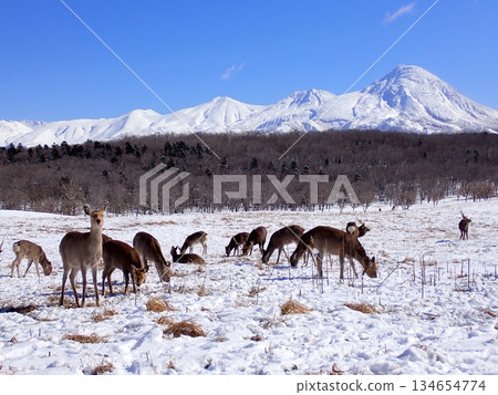 蝦夷鹿和雪山 蝦夷鹿和雪山 134654774