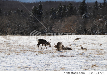 Ezo deer and snowy mountains Ezo deer and snowy mountains 134654778