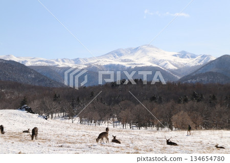 蝦夷鹿和雪山 134654780