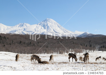 Ezo deer and snowy mountains Ezo deer and snowy mountains 134654783