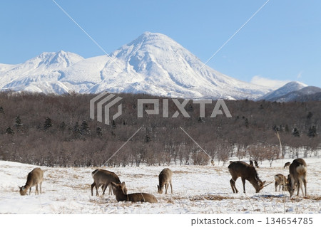 蝦夷鹿和雪山 蝦夷鹿和雪山 134654785