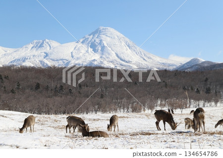 蝦夷鹿和雪山 蝦夷鹿和雪山 134654786
