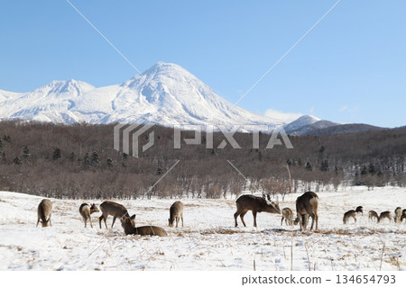 蝦夷鹿和雪山 蝦夷鹿和雪山 134654793