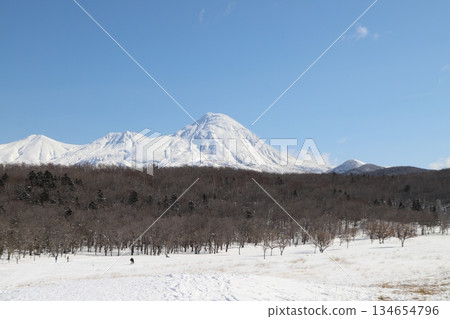 蝦夷鹿和雪山 蝦夷鹿和雪山 134654796
