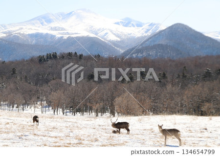 蝦夷鹿和雪山 蝦夷鹿和雪山 134654799