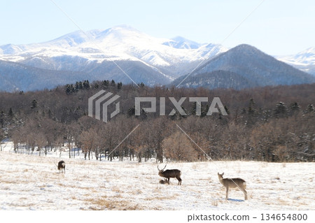 蝦夷鹿和雪山 蝦夷鹿和雪山 134654800