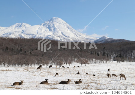 蝦夷鹿和雪山 蝦夷鹿和雪山 134654801