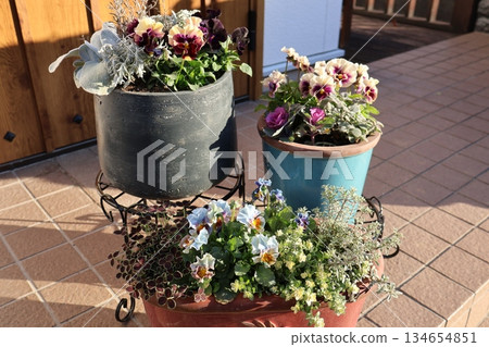 Frilled pansy planting and potting Frilled pansy planting and potting 134654851