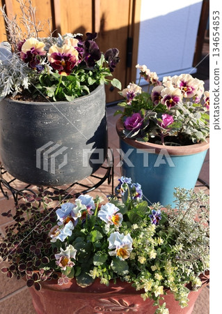 Frilled viola planting and pot Frilled viola planting and pot 134654853