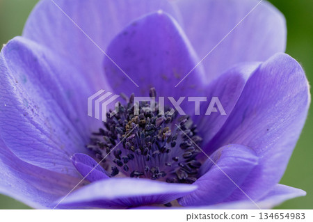 Macro shot of the center of a purple anemone flower Macro shot of the center of a purple anemone flower 134654983