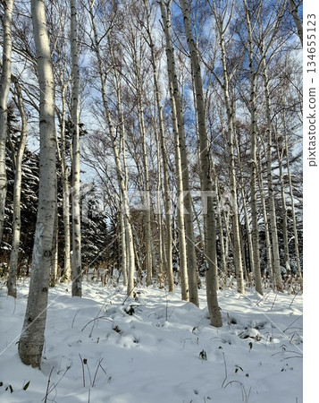 Snowy pine forest Snowy pine forest 134655123
