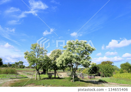 Refreshing Japanese Fraxinus tree Refreshing Japanese Fraxinus tree 134655406
