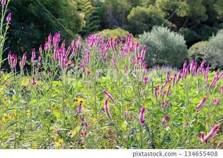 Cute bellflower 134655408