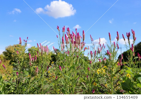 Cute bellflower 134655409