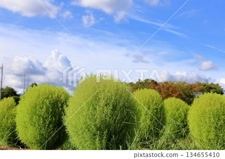 Refreshing Kochia 134655410