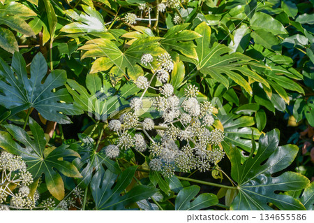 Fatsia Japanese aralia 134655586