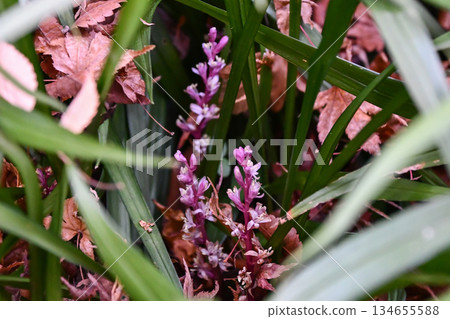 Lucky plant 134655588