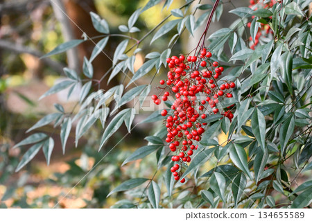 南天竹(Nandina) 南天竹(Nandina) 134655589
