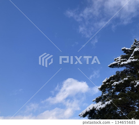 Pine trees with snow and blue sky 134655685