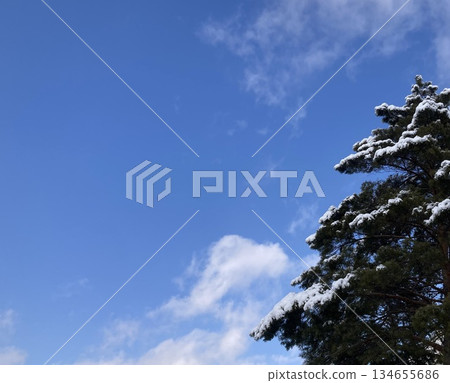 Pine trees with snow and blue sky Pine trees with snow and blue sky 134655686