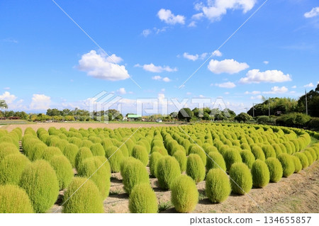 Refreshing Kochia Refreshing Kochia 134655857