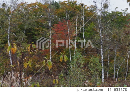 Autumn leaves of Norikura Kogen 134655878