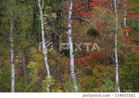 Birch and autumn leaves of Norikura Kogen 134655881