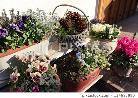 褶邊三色堇種植與盆栽 褶邊三色堇種植與盆栽 134655990
