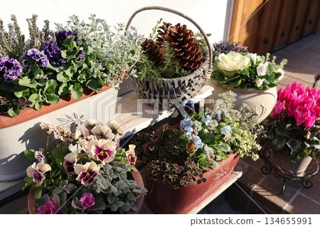 Frilled viola planting and pot Frilled viola planting and pot 134655991