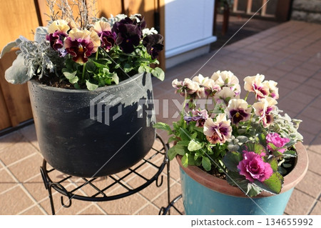 褶邊中提琴群植及群盆 134655992